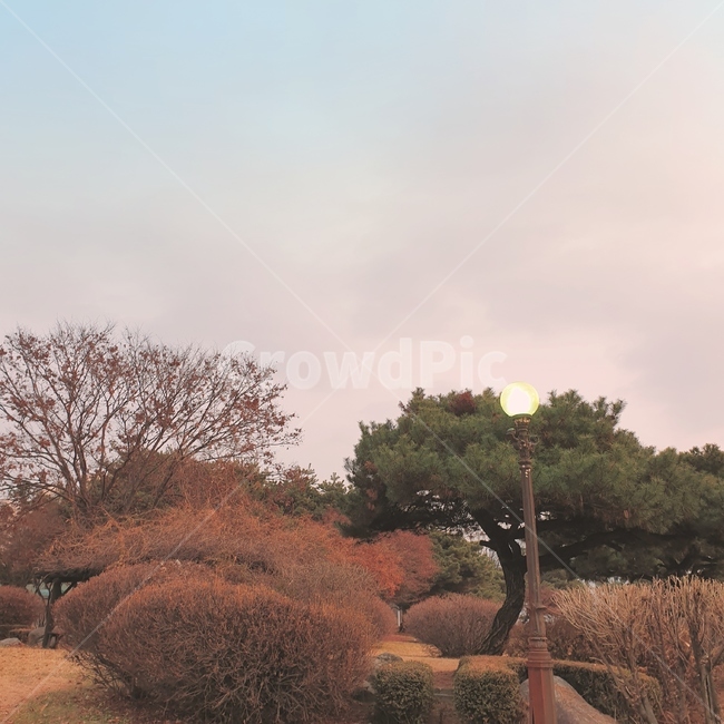 공원,자연,감성,가을,단풍,nature,outdoors,풍경,나무,park,autumn