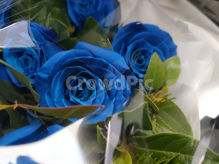 blue,장미,꽃,flower,special,꽃,flower