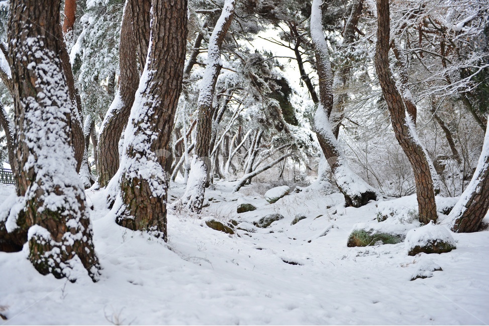 tree,나무,plant,식물,nature,자연,outdoors,옥외,winter,snow,눈,storm,폭풍,blizzard,눈보라,treetrunk,나무줄기,경주,삼릉,삼릉소나무,삼릉솔숲,소나무,솔숲,삼릉설경,솔숲설경,겨울,계절,겨울,계절,winter,season,자연,풍경,nature,landscape