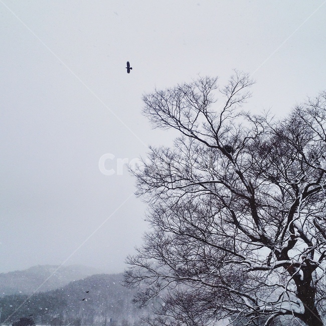 겨울,눈,감성,감성사진,자연