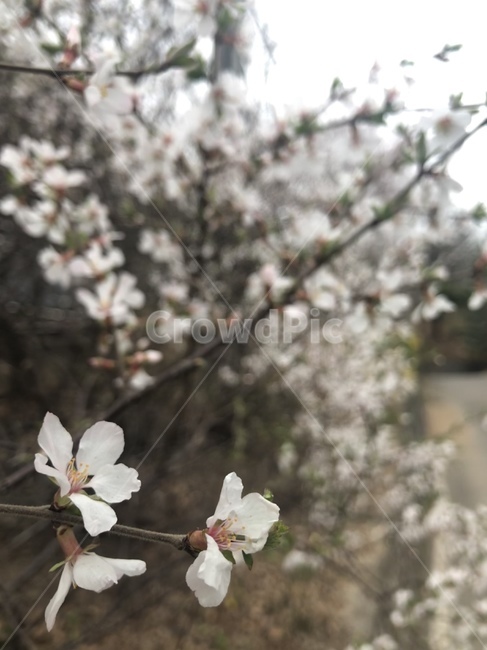 봄,벚꽃,휴식,꽃,초록