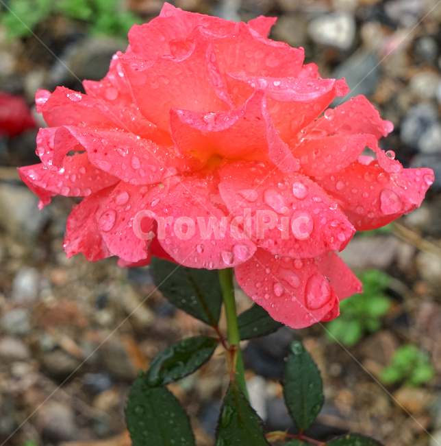 꽃,장미,식물,야생,자연,빗방울,물방울,식물,자연,plants,nature,꽃,flower,비,비오는날,rain,rainy