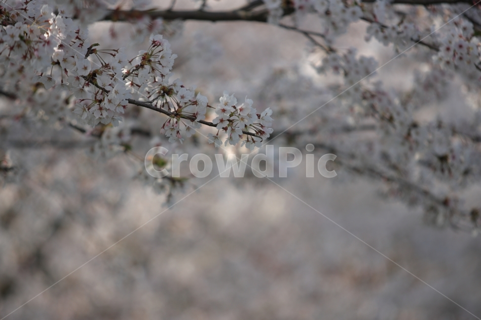 봄,벚꽃,자연,식물,풍경,봄,계절,spring,season,식물,자연,plants,nature,꽃,flower,plant,blossom