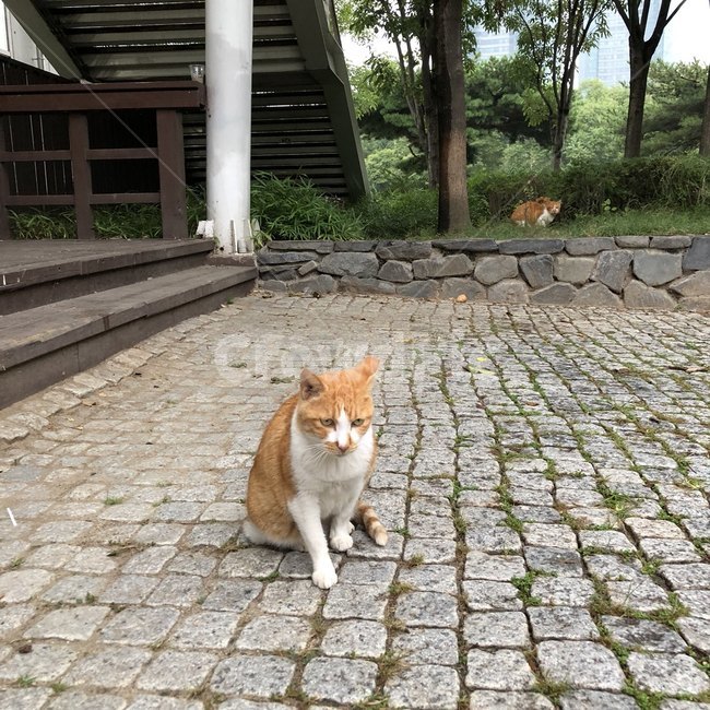 길고양이,고양이,서울숲,숲,힐링,동물,animal,포유류,mammal,고양이,cat,kitten,kitty