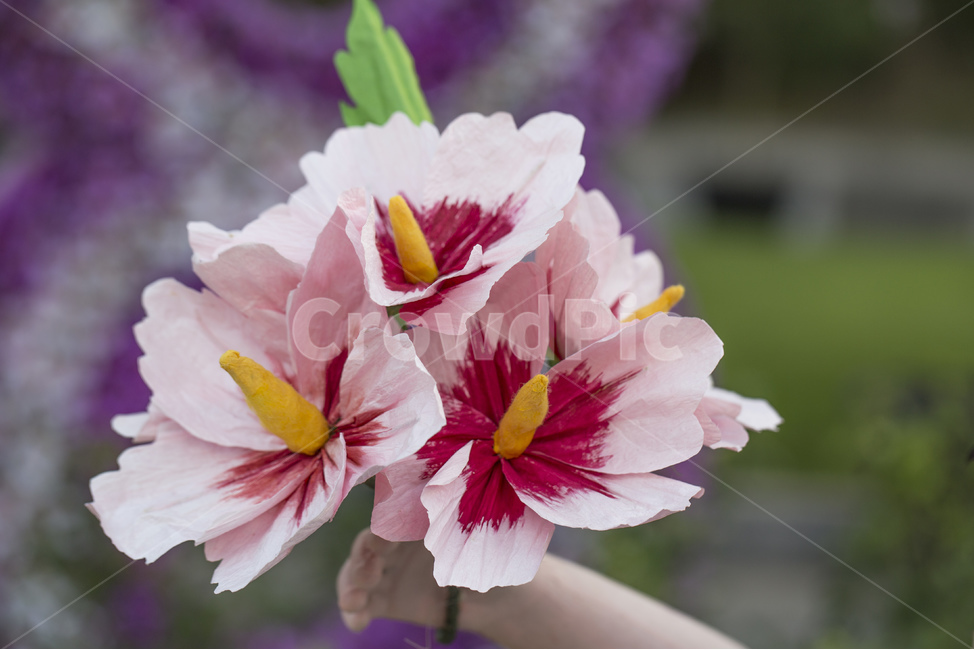 꽃,식물,무궁화,무궁화꽃,분홍색,한국,국화,조화,식물,자연,plants,nature,꽃,flower