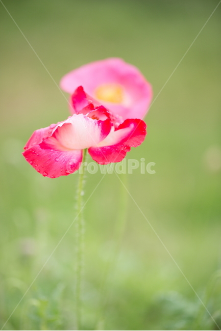 꽃,양귀비,봄,빗방울,붉은꽃,식물,자연,plants,nature,꽃,flower