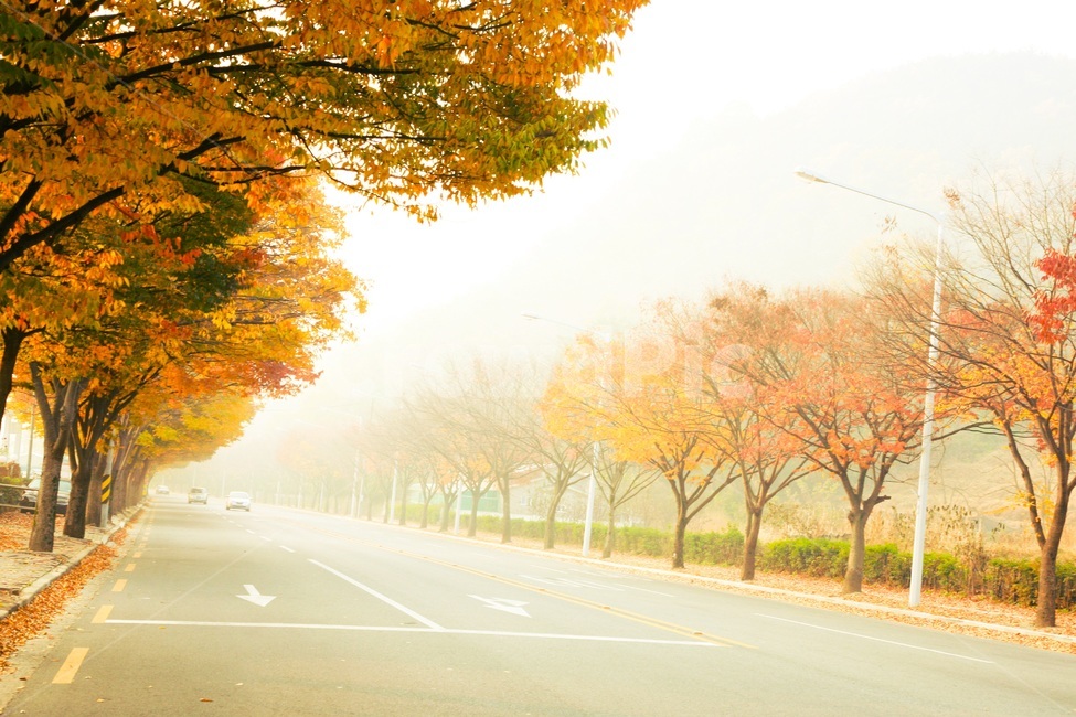 road,도로,tarmac,asphalt,단풍,가을,풍경,가을,계절,fall,autumn,season,아스팔트,highway,고속도로,freeway,고속 도로