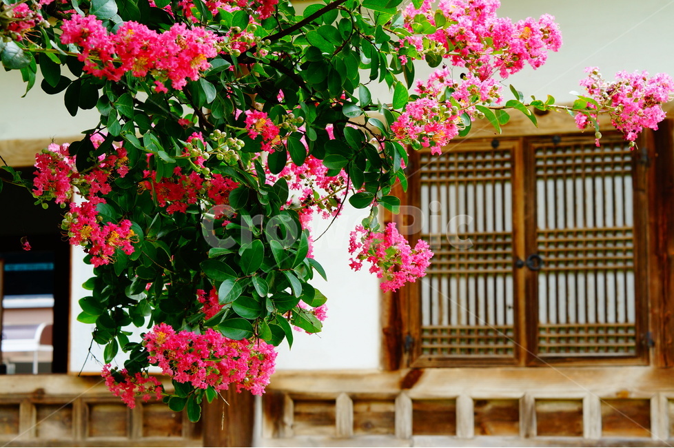 배롱나무,꽃,배롱꽃,핑크,안회당,풍경,한국전통,한국문화,korean traditional,korean culture,식물,자연,plants,nature,꽃,flower,건축물,건물외관,exterior,building,structure,architecture,construction