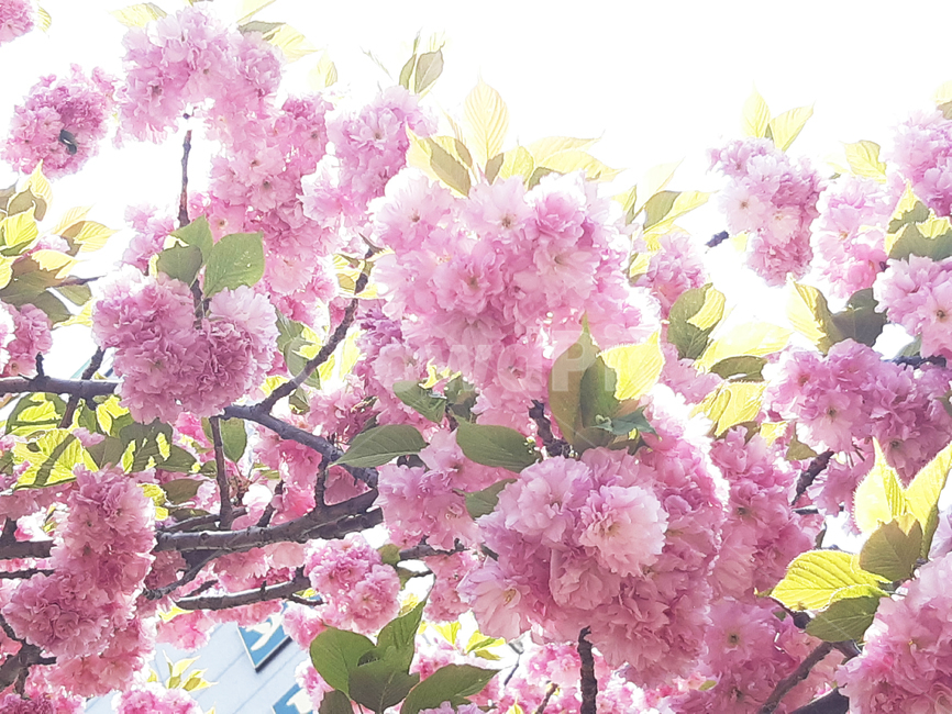 겹벚꽃,벚꽃,봄,꽃,식물,분홍,핑크,계절,자연,나무,벚나무,체리블라썸,봄,계절,spring,season,plant,flower,blossom