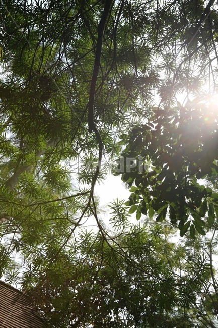 flare,플레어,light,빛,나무,봄,청량,힐링,tree