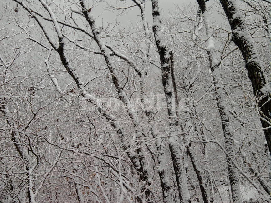 겨울,눈,산,나무,자연