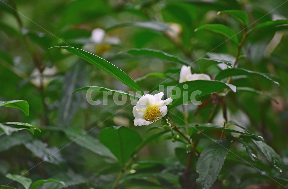 차꽃,녹차잎,식용,찻잎,greentea,nokcha,동양적,아시안,asian,teaplant,관목,상록교목,상록관엽수,재배,꽃,플라워,하얀색꽃,꽃술,녹색,배경,바탕,백그라운드,나무꽃,나뭇잎,동백나무과,camelliasinensis,plant,식물,leaves,green,식물,자연,plants,nature,꽃,flower