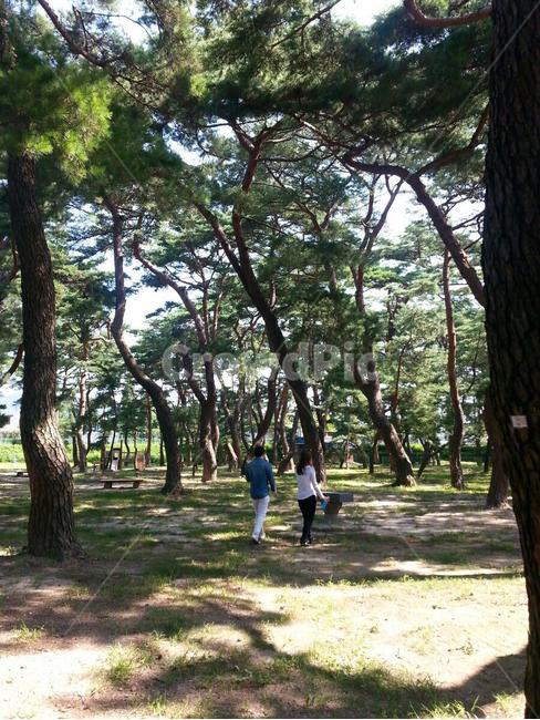 연인,산책,나무,분위기,감성,사랑,연인,커플,사랑,lover,couple