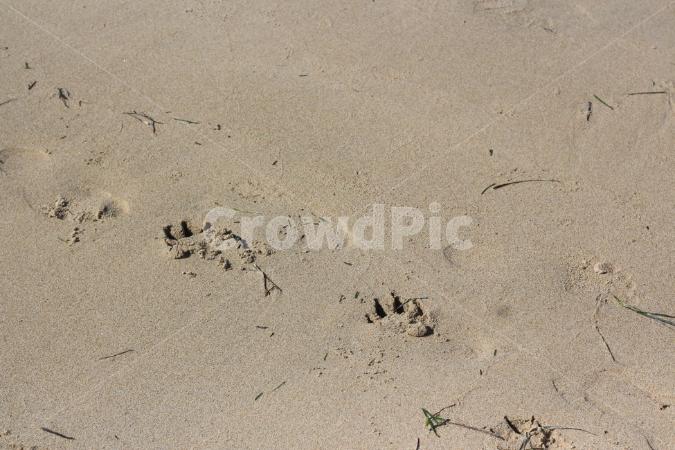 바닷가,강아지발자국,모래사장,모래,해변,animalfootprint