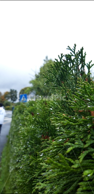 plant,식물,tree,물방울,이슬,식물,자연,plants,nature