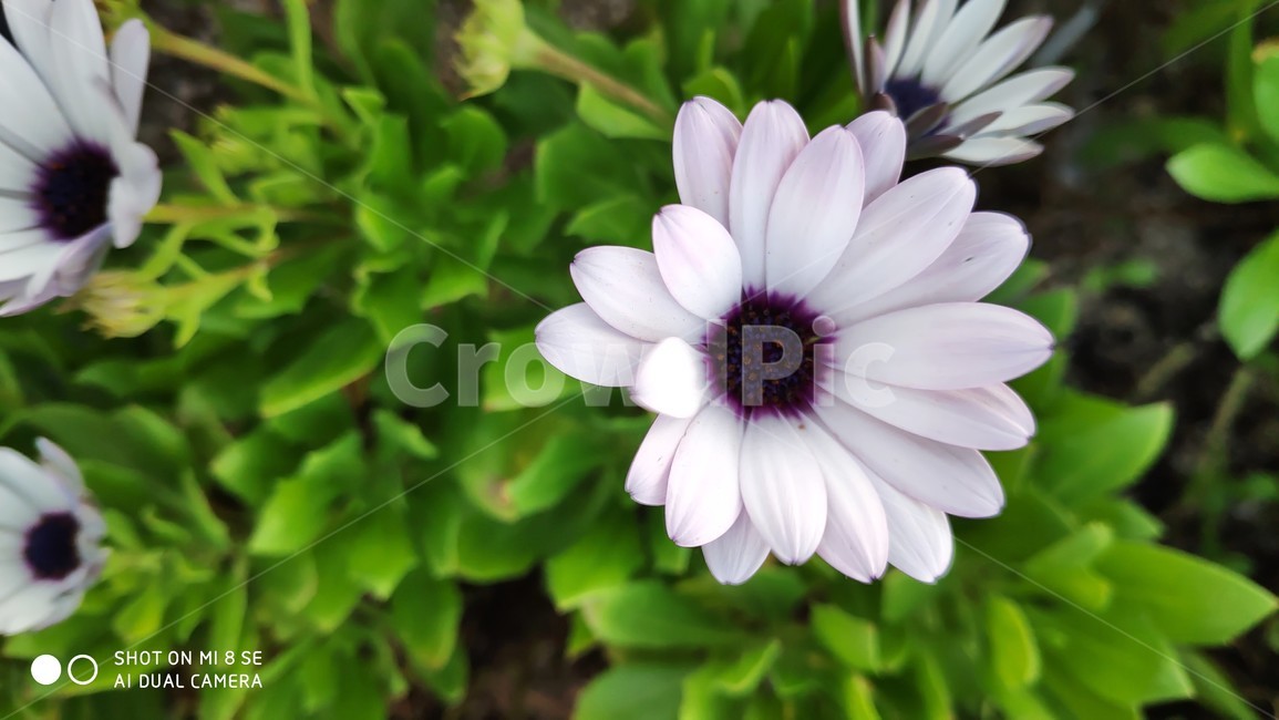 꽃,flower,plant,식물,데이지,daisy,blossom,봄,봄꽃,식물,자연,plants,nature,꽃,flower