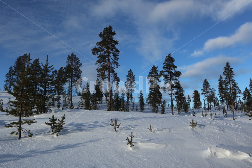겨울,winter,snow,tree,눈,풍경,겨울풍경,나무,전나무,식물,겨울,계절,winter,season,자연,풍경,nature,landscape