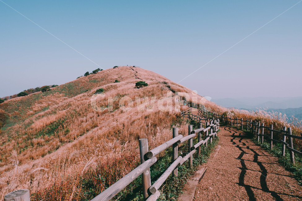 blue sky,scenery,summit,fluttering,fall,autumn reeds,silver grass,season,mountain scenery,sky,Mt Mindungsan,nature,festival,fall breeze,hiking,silver grass field,autumn,autumn mountain,silver grass festival,fall sky,landscape,wind,Korean nature Scenery