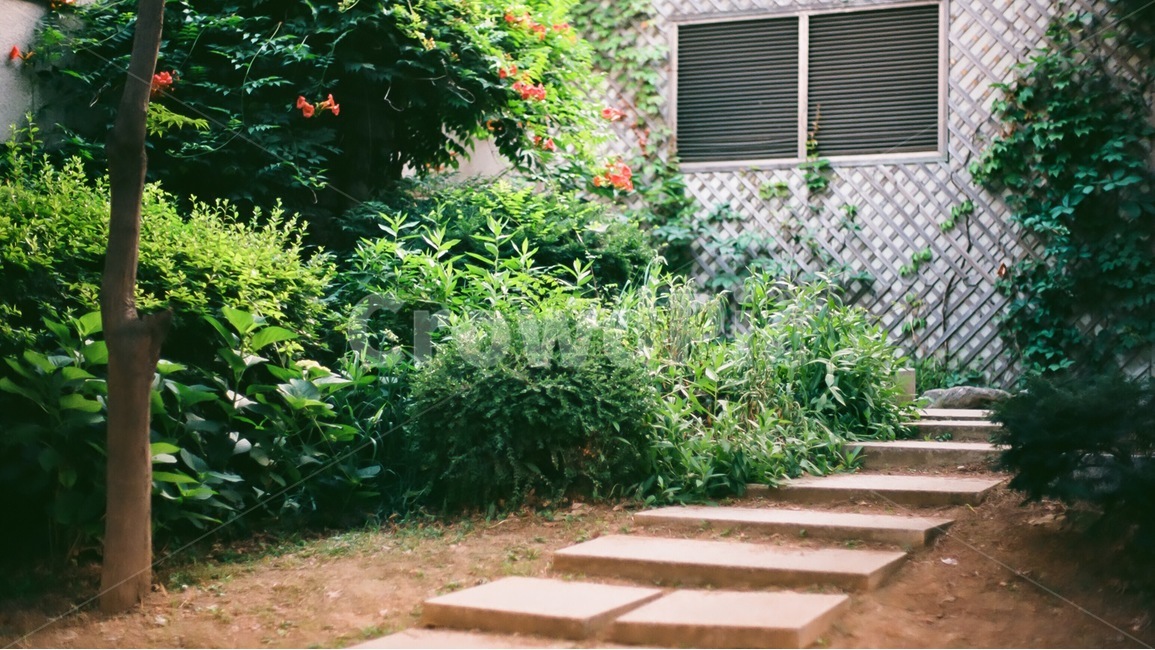 창문,뒷뜰,풍경,경치,배경,식물,자연,아날로그,여름,이미지,필름사진,Plants,nature,Flower,landscape,Spring,식물,자연,plants,nature