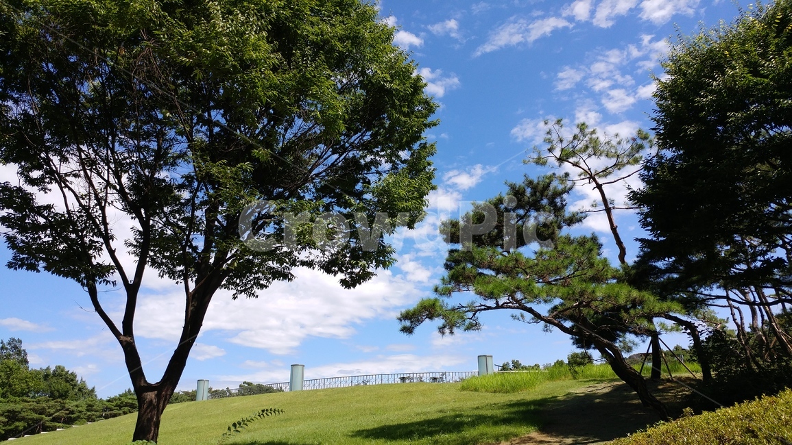 tree,나무,하늘,자연,남산한옥마을,자연,풍경,nature,landscape,plant,식물,tree trunk,나무 줄기