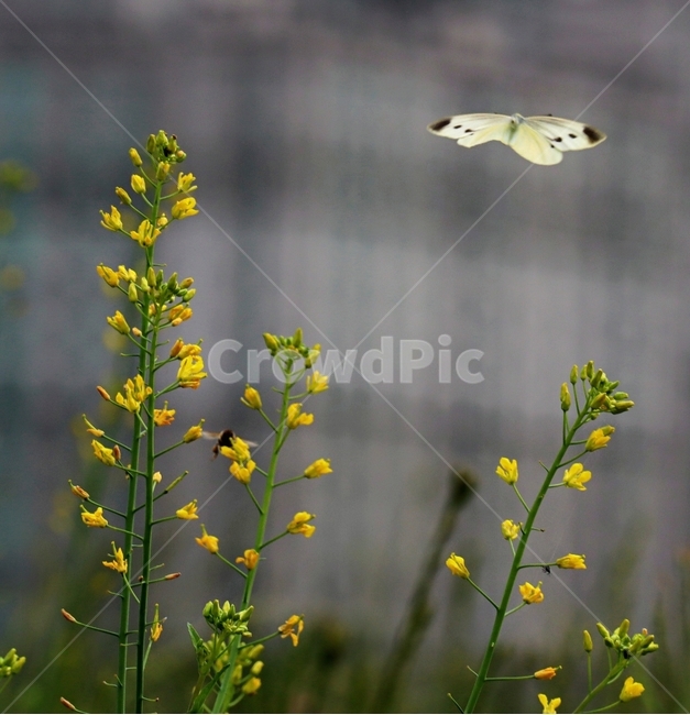 나비,유채꽃,노랑,자유,비상,식물,자연,plants,nature,꽃,flower,동물,animal,곤충,벌레,insect,bug