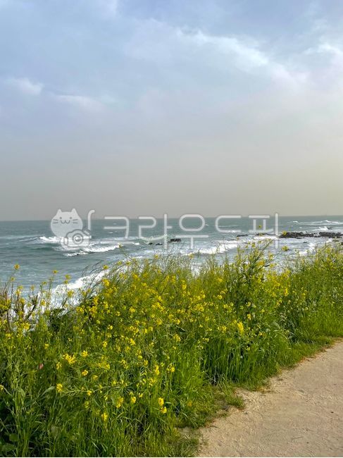 자연,하늘,여름,바다,꽃,파도,수평선,sky,field,summer,nature,horizon,outdoors