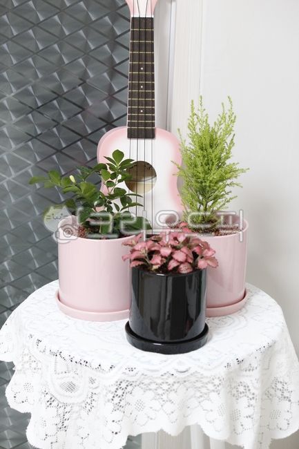 ukulele,pot,plant,three,flower,interior