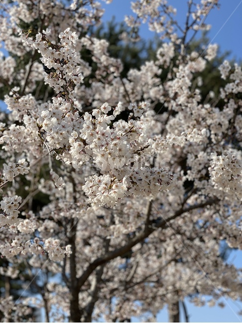 plant,cherryblossom,벚꽃,blossom,flower,꽃