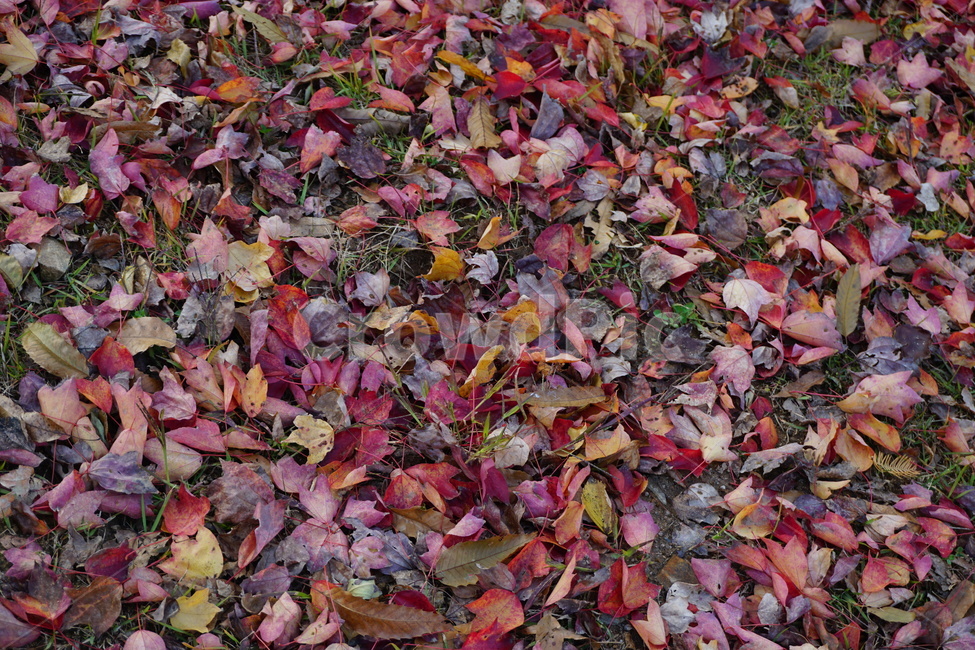 가을,단풍,풍경,자연,낙엽,가을,계절,fall,autumn,season,leaf,잎,plant,식물,ground,바닥