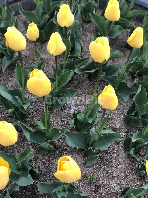 꽃,튤립,노랑,노란튤립,꽃밭