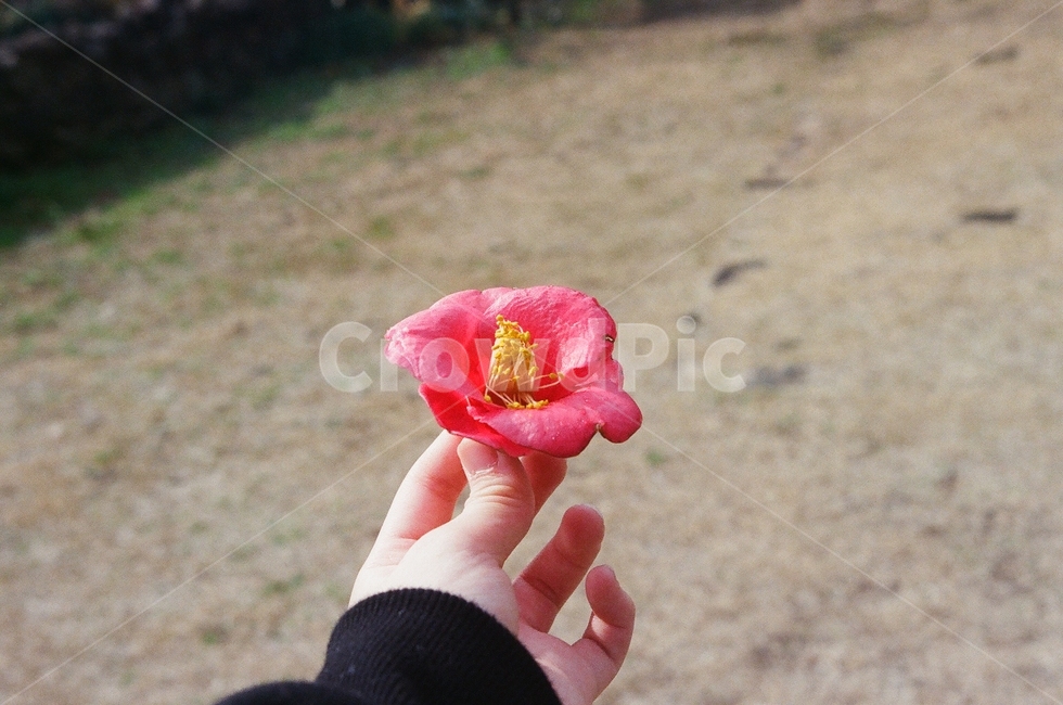 꽃,동백꽃,손,제주,제주동백꽃,붉은꽃,겨울,flower,winter,red,camelliaflower
