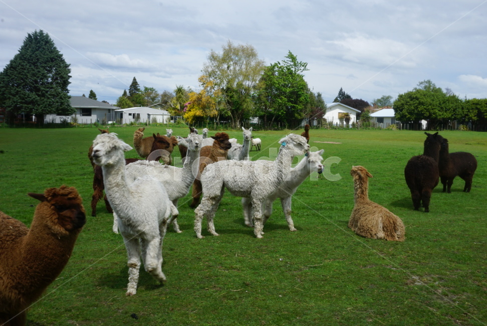 라마,알파카,귀여움,털,뉴질랜드