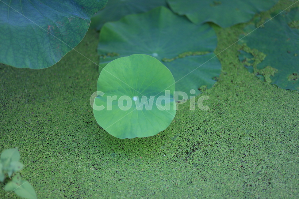 green,친환경,자연적인,개구리밥,수경식물,수경,고향,양수리,두물머리,식물,자연,plants,nature