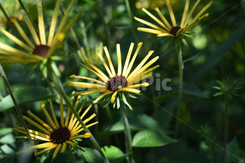 plant,식물,자연,노란색,정원,식물,자연,plants,nature,꽃,flower