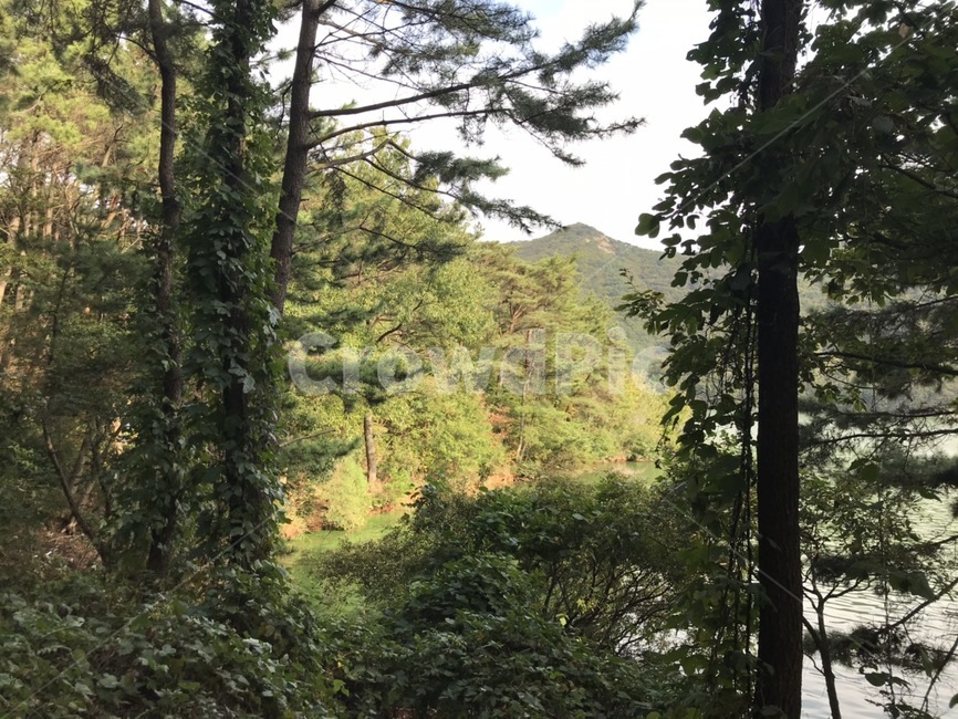 tree,나무,plant,식물,숲,숲속,나무줄기,나뭇가지,나무가지,옥외,야외,outdoors,outdoor,등산,산,동네뒷산,뒷산