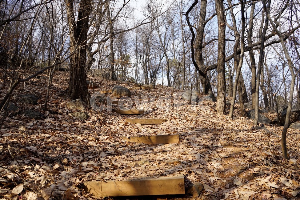 나무,자연,산,숲,산책로,계절,가지,겨울,겨울산,활엽수,빈가지,나뭇가지,계단,나무계단,낙엽,마른잎,하늘배경,하늘,식물,분위기,감성,겨울나무,쓸쓸함,외로움,고요,풍경,자연,풍경,nature,landscape,ground,바닥