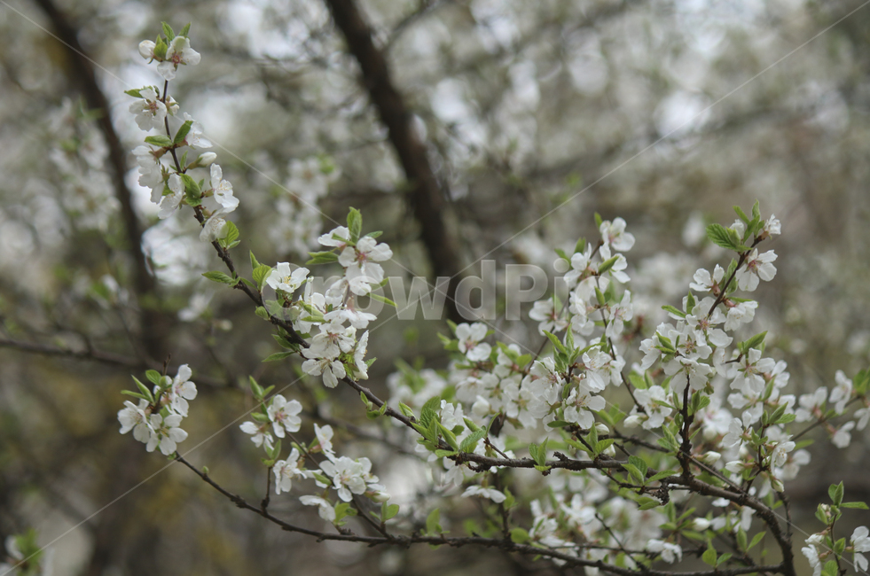 plant,식물,flower,blossom,꽃,white,흰꽃,하얀,whiteflower,하얀꽃,흰,봄,spring,봄꽃,식물,자연,plants,nature,꽃,flower