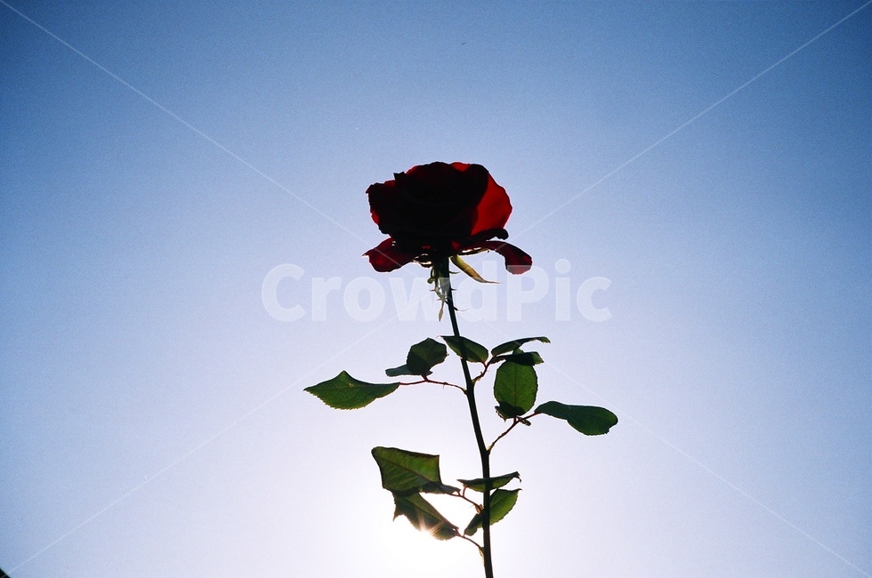 꽃,장미,식물,plant,flower,rose,여름