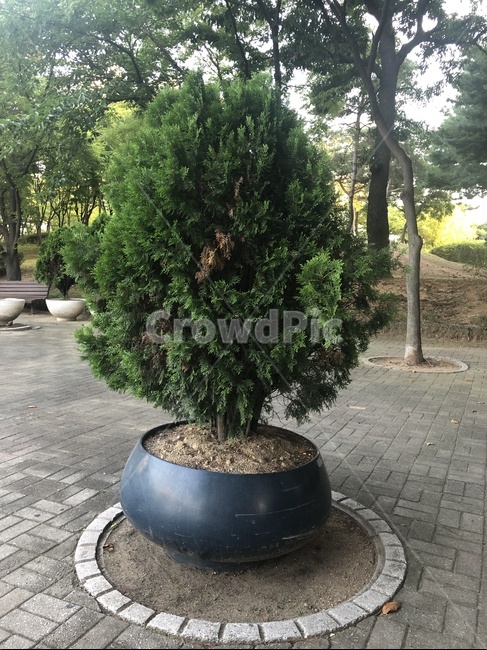 화분,나무,가로수,공원,여름,흙