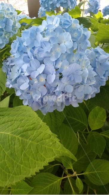 수국,파란수국,꽃,자연,풍성