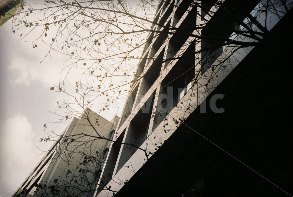 건물,실루엣,도시,나무,필름,필름사진,도시,풍경,city,landscape,건축물,건물외관,exterior,building,structure,architecture,construction,handrail,난간,banister