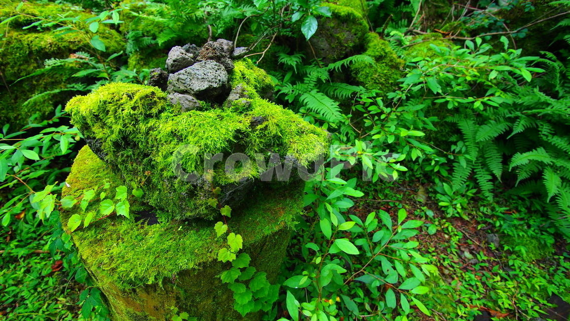 풀,이끼,돌,초록색,자연,nature,green,grass,moss