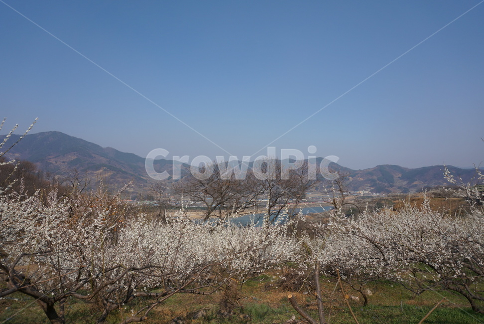 매화마을,매화나무,봄꽃,봄,하늘,봄,계절,spring,season,자연,풍경,nature,landscape,plant,식물