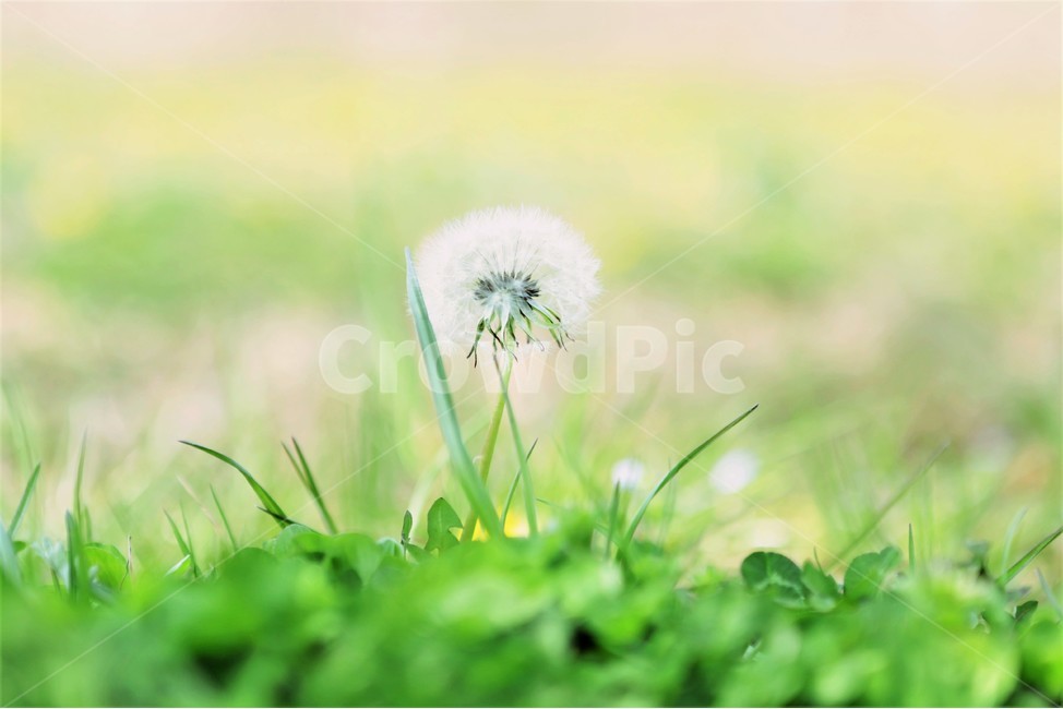 초록,흰색,식물,민들레,풀밭,풀,녹색,씨,민들레씨,잡초,식물,자연,plants,nature,꽃,flower