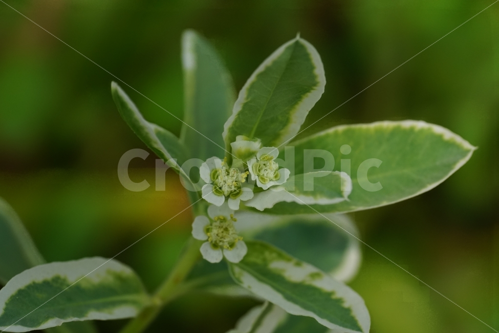 설악초,꽃,플라워,식물,flower,여름,summer,nature,자연,감성사진,힐링사진,감성,힐링,한국의자연,한국자연,한국풍경,여름꽃,스냅,스냅사진,스넵,스넵사진,snap,snapshot,plant,plants,화단,꽃밭,꽃사진,식물,자연,plants,nature,꽃,flower