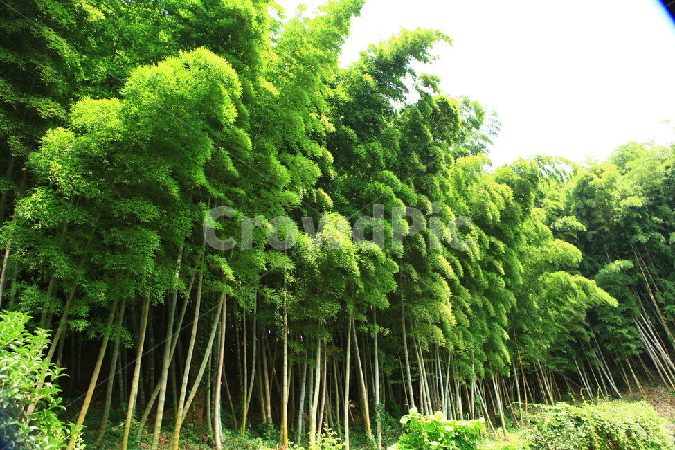 대나무숲,대나무,bamboo,bambooforests,forest,woods,숲,자연,풍경,nature,landscape,plant,식물,vegetation,초목