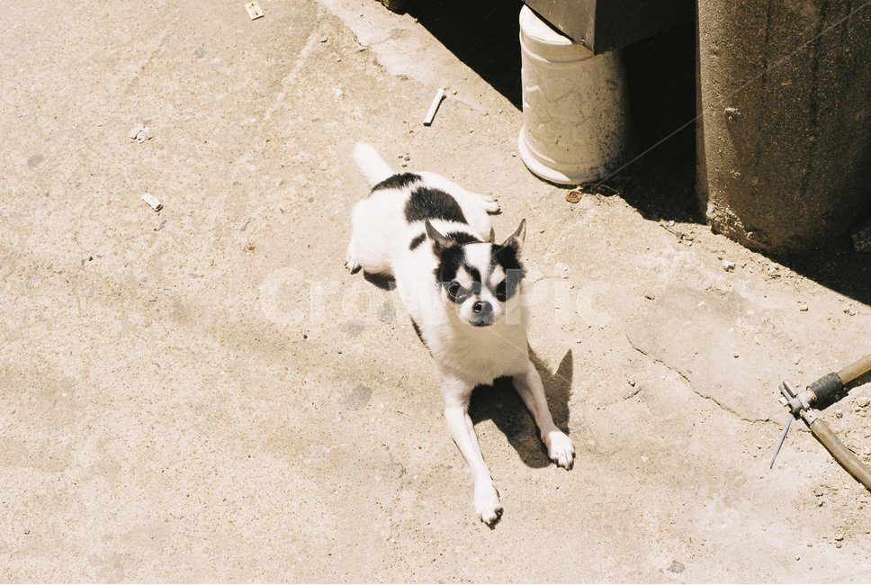 강아지,치와와,점박이강아지,dog,chiwhawha,puppy,개,동물,animal,포유류,mammal,개,강아지,dog,doggy