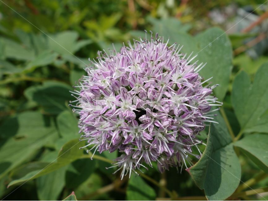 꽃,자연,풍경,여름,식물,식물,자연,plants,nature,꽃,flower