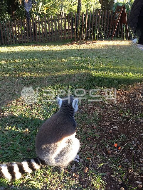 tiger monkey,monkey,lemur,ringtailed monkey,zoopark,animal,Zoo,zoo,park,Lemer