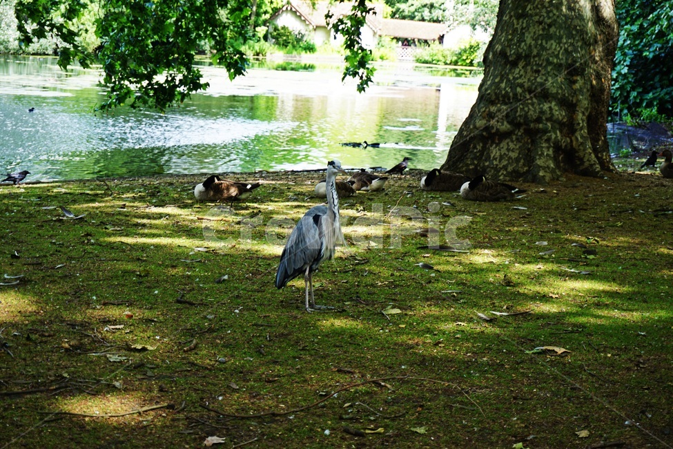 animal,동물,bird,새,waterfowl,물새